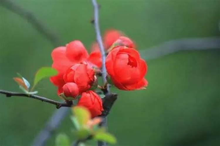 梦见红色的花有什么征兆