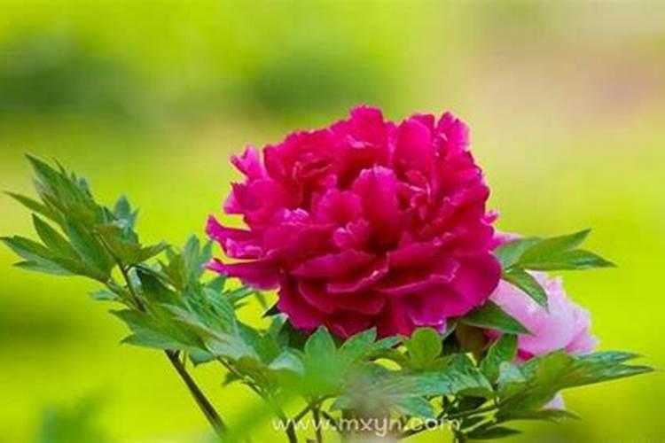 梦见红色的花是什么预兆？