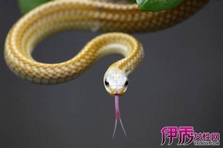 孕妇备孕中梦见蛇是坏事吗