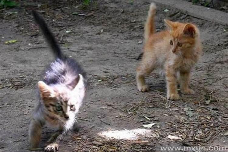 梦见自己被猫追是什么意思？