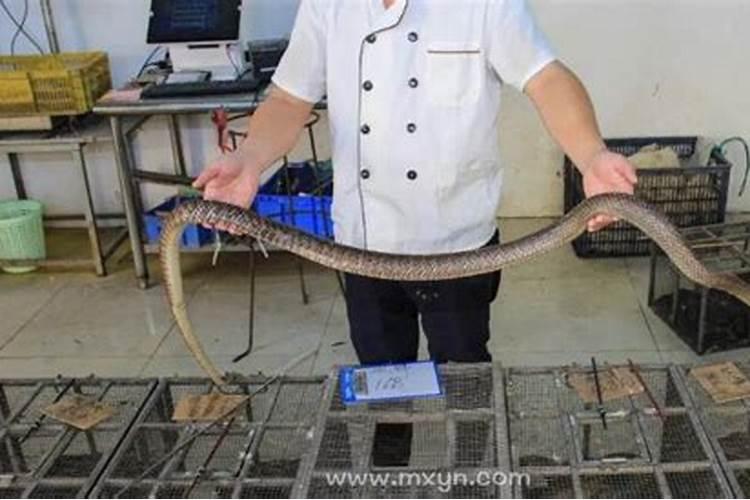 梦见杀蛇未死的预兆