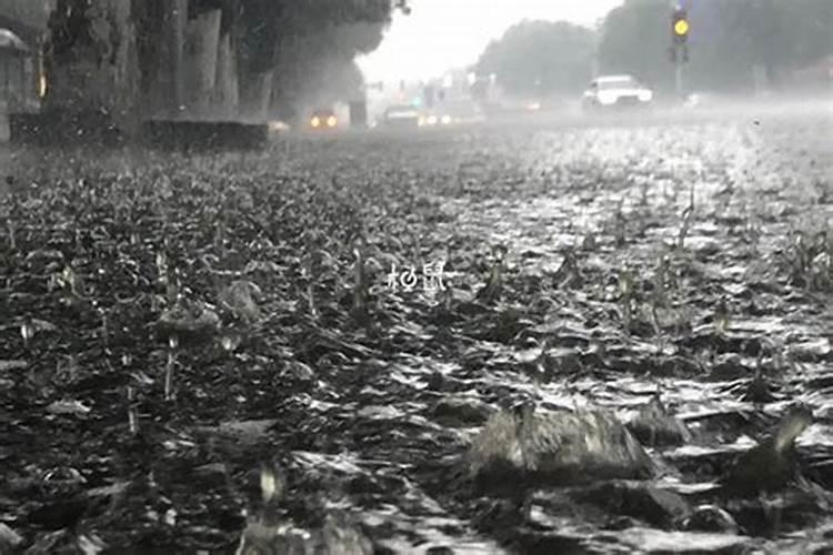 梦见被蛇追着跑是什么意思 梦见被蛇追着跑的寓意