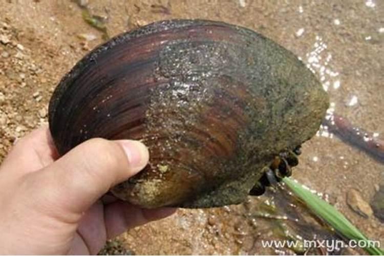 梦见大河蚌是什么意思？