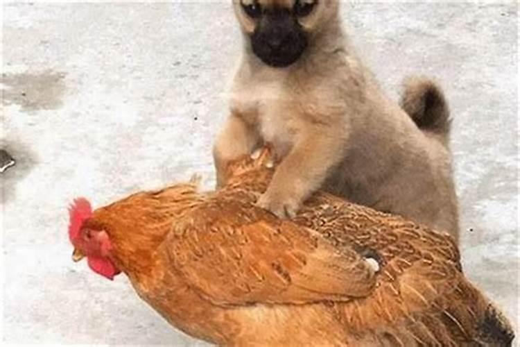 80年的猴今年运气如何
