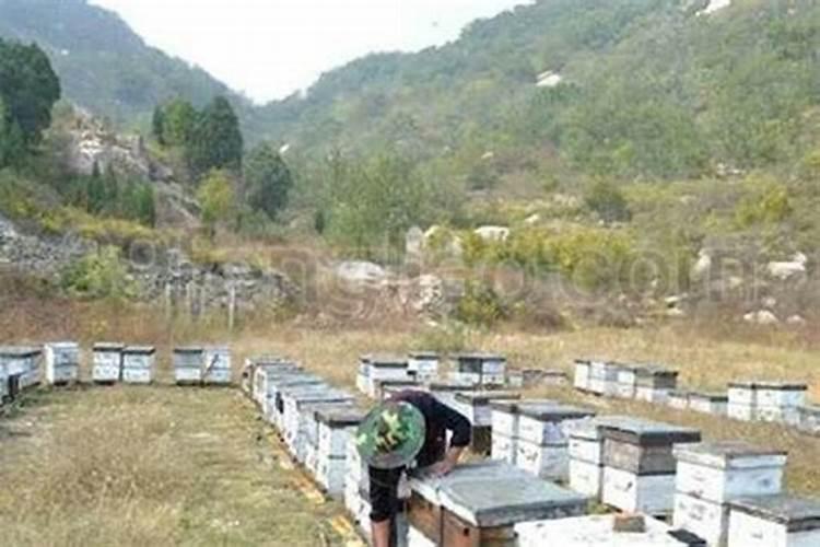养蜂12口诀妈妈再也不用担心我不会养蜜蜂了