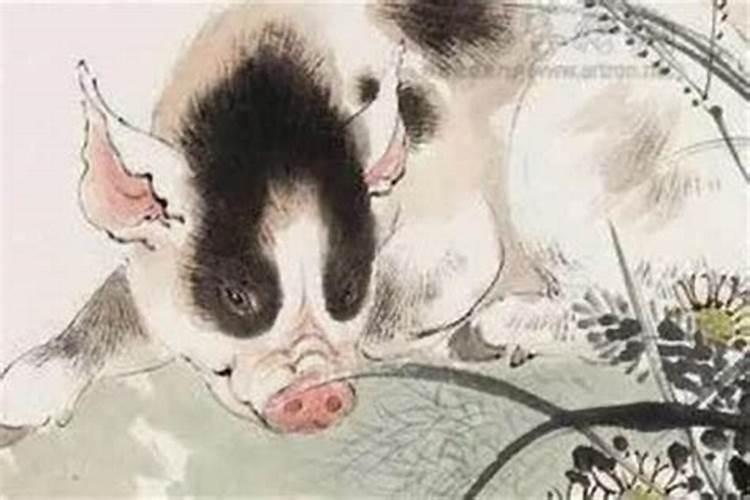 属猪犯太岁？