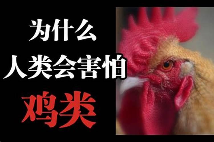 属鸡的为什么近几年都犯太岁 犯太岁有哪些先兆？