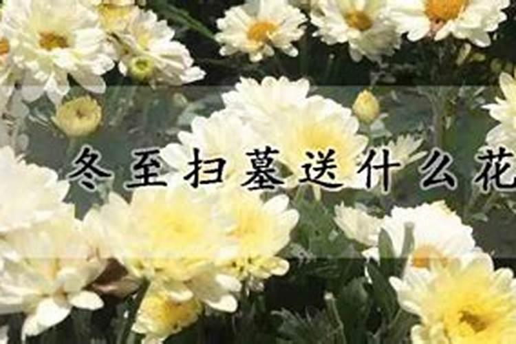 冬至祭祀带点啥花