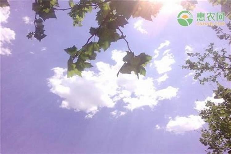夏至需要注意什么