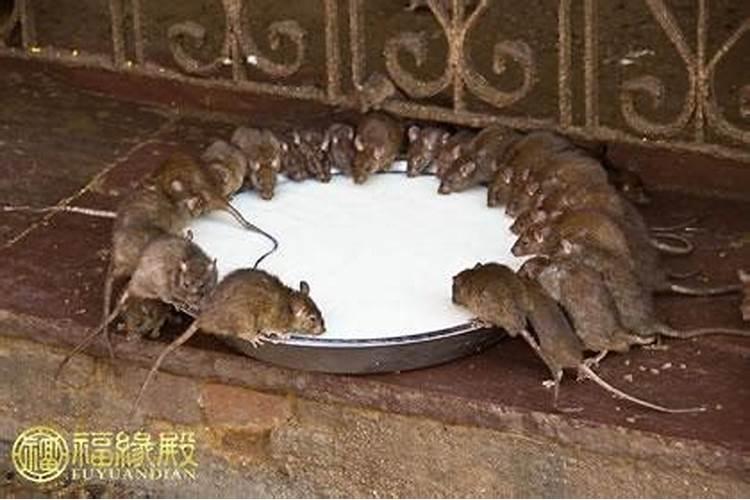 老鼠进家的风水说法