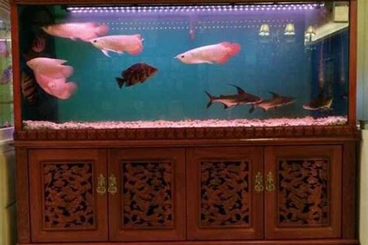 揭秘鱼缸风水轮的转动奥秘：寻找最佳风水方位