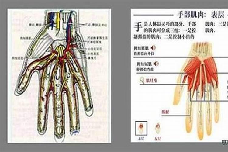 耳朵上端尖好不好？耳朵尖的人机灵？