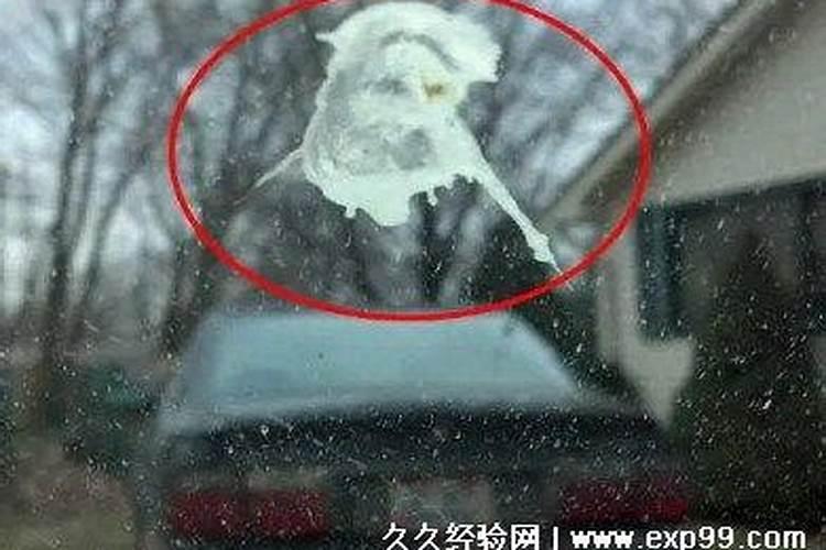 鸟屎落身：命理学视角下的吉凶预兆解读？