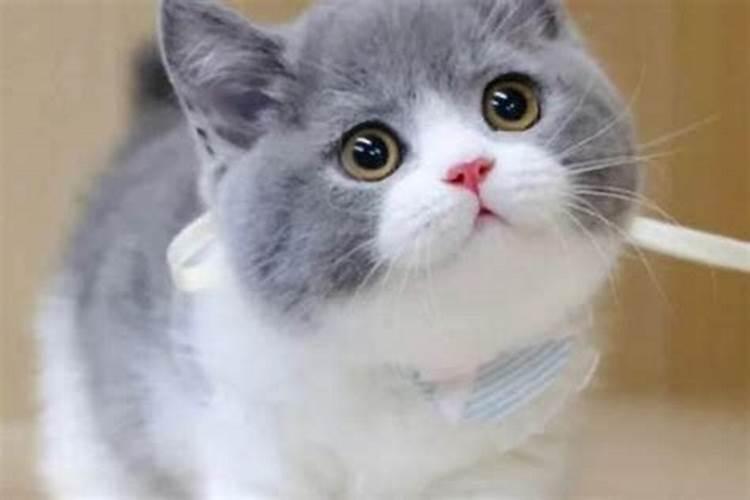 晚上看见猫有什么预兆？