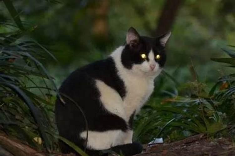 半夜看见猫代表什么？