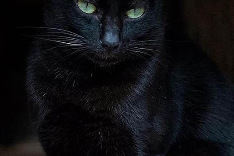 晚上看见黑猫的预兆晚上看见黑猫代表什么意思