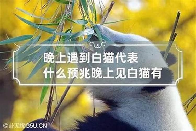 晚上见猫有什么兆头