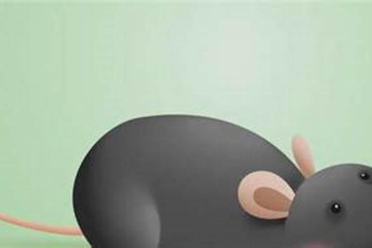 梦到老鼠：解析白天睡眠中的隐秘信息