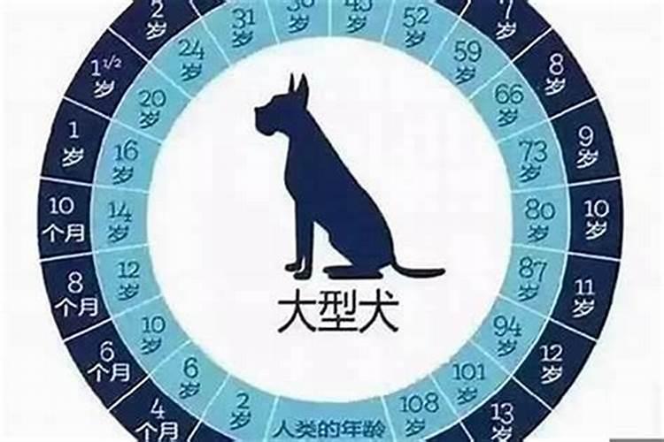 属狗人的风水秘籍：1994年出生者购房楼层选择指南