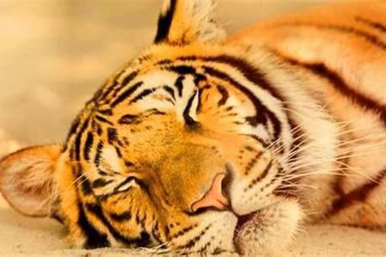 梦见好几只老虎和猫？