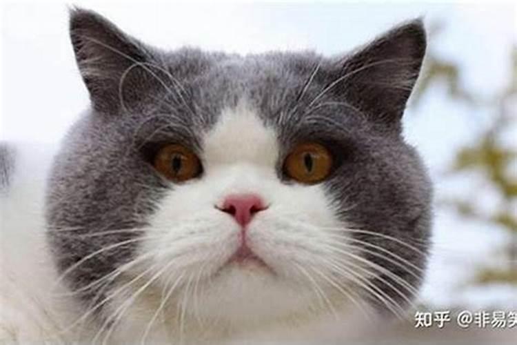 揭秘命理学：被猫跟着的神秘预兆？