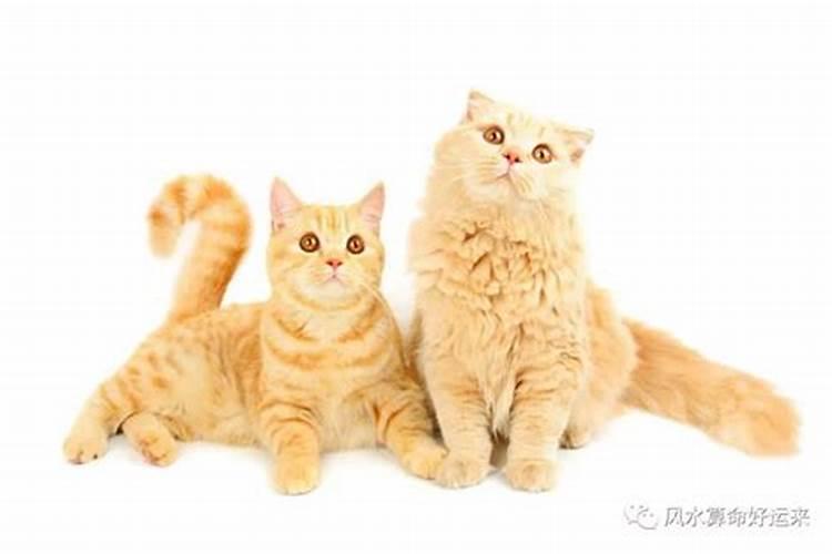 啥属相适合养猫好运鱼？