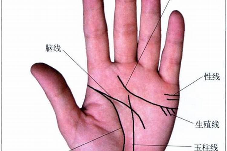 生命线的手相特征生命线的各种手相特征解析？