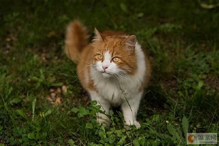 什么属相不适宜养猫？