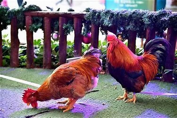 携手共进：属鸡人与谁最合财？