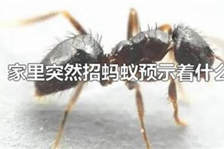 家里突然招蚂蚁预示着什么