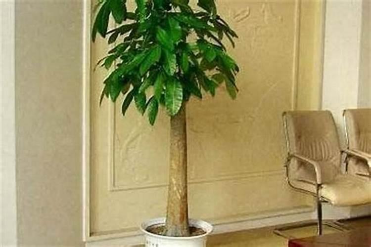风水大师教你：出租屋放什么植物招财？