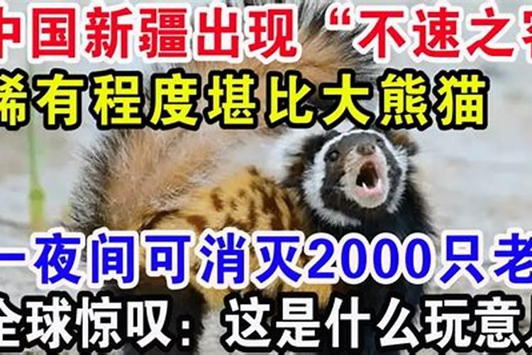 夜间不速之客：解梦老鼠上床之谜