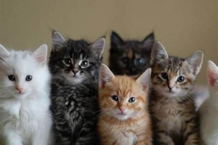 猫之梦：梦见两只大肥猫的预兆解析？