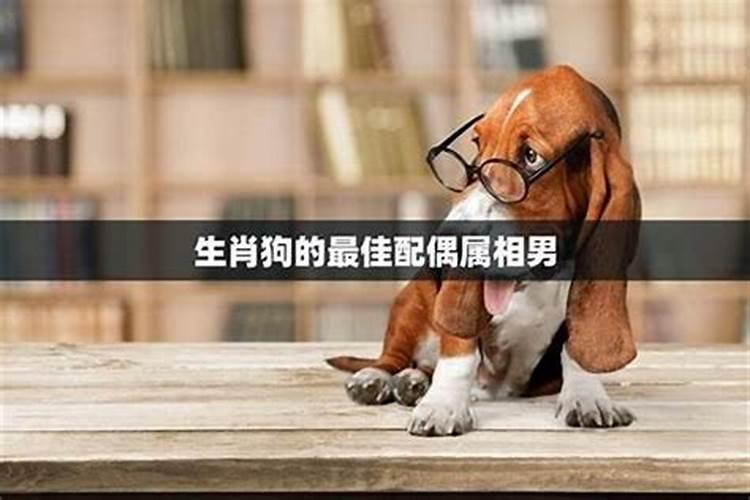 天赐良缘：生肖猪的最佳伴侣探究