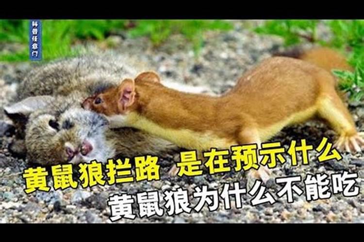 遇到黄鼠狼过路预示什么？
