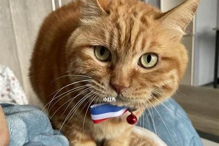 猫之梦：揭秘梦境中猫咪的神秘预示