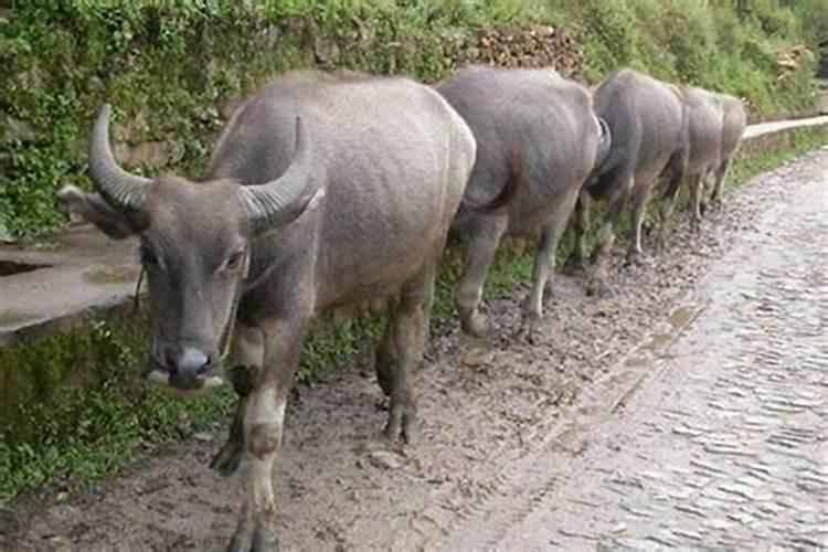 梦境解析：梦见杀牛没杀成跑了是什么意思？