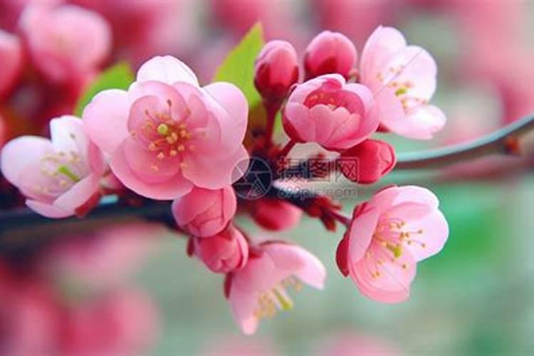 桃花盛开的季节：解读女性农历生月与命带桃花的奥秘