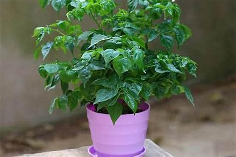 阴宅风水可以绿植化吗？