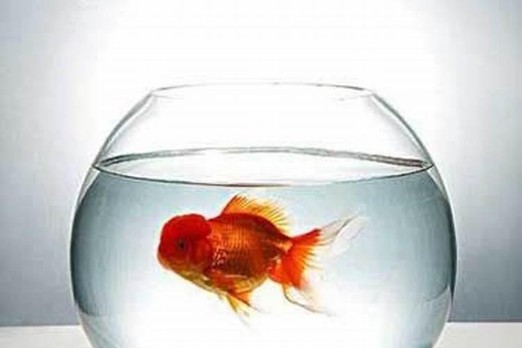 哪个属相的人不宜养鱼？