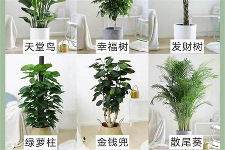 别墅种什么绿植风水好？