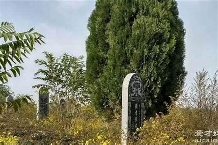 坟地栽什么草人财两旺坟地栽哪些草人财两旺