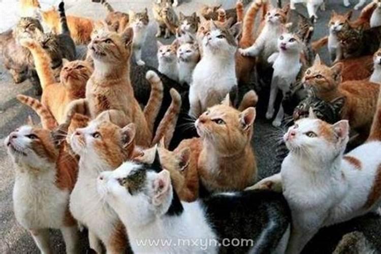 当梦境中的猫群闯入：探索梦见很多猫来家里的象征意义？
