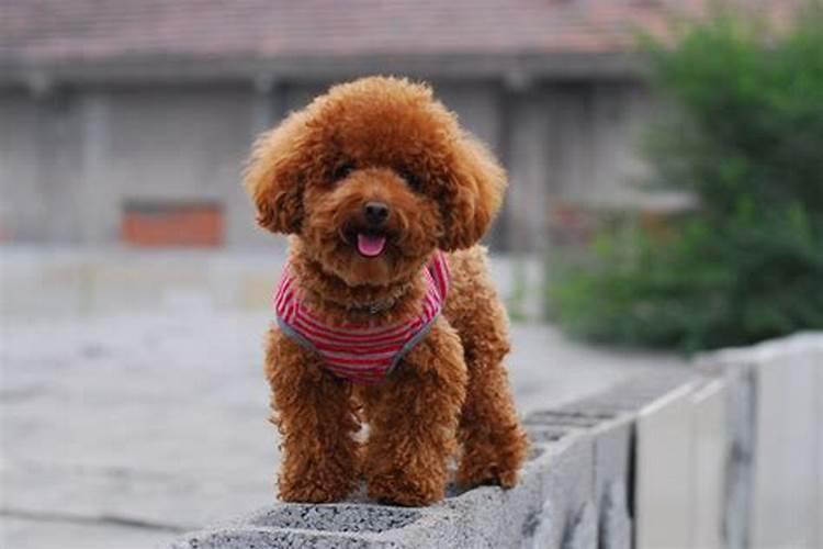 属马养什么狗最好？