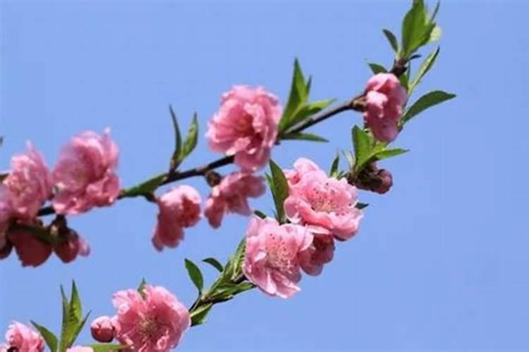 桃花代表什么生肖？