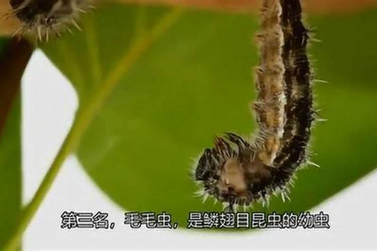 十二生肖中哪个动物记忆力最差？