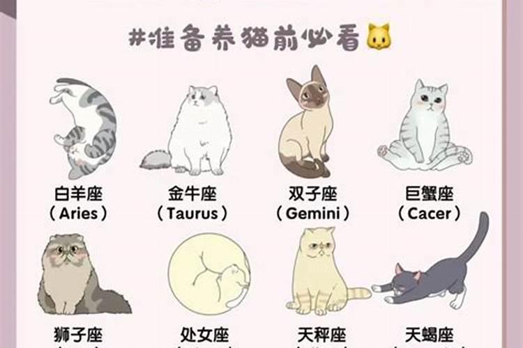 哪个属相的宝宝最适合养猫？