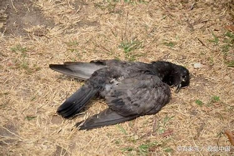 小鸟死了什么预兆？