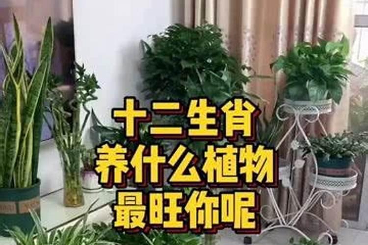 什么属相适合养殖业？