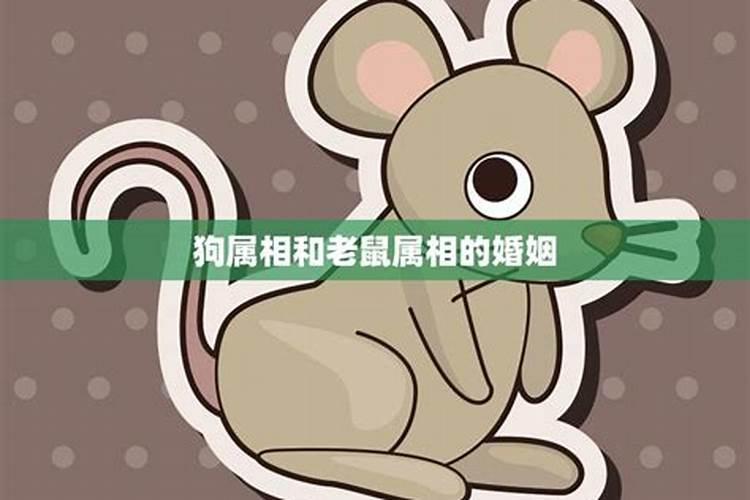 揭秘生肖相配：老鼠婚姻的天作之合